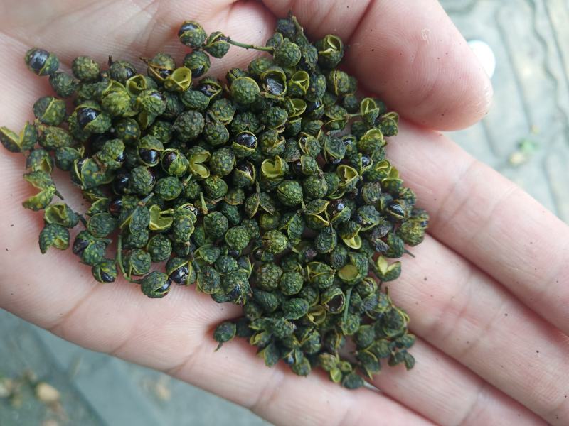 重庆青花椒一级干货