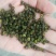 重庆青花椒一级干货