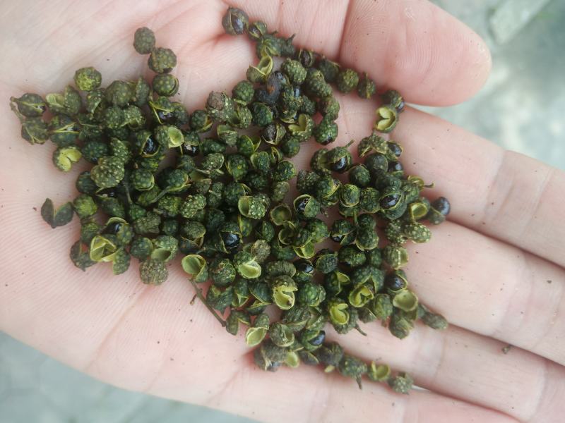 重庆青花椒一级干货