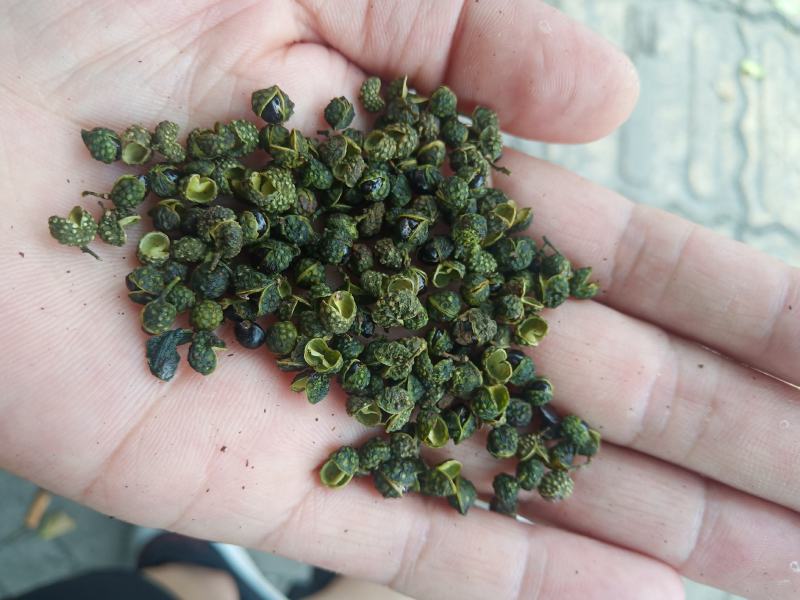 重庆青花椒一级干货