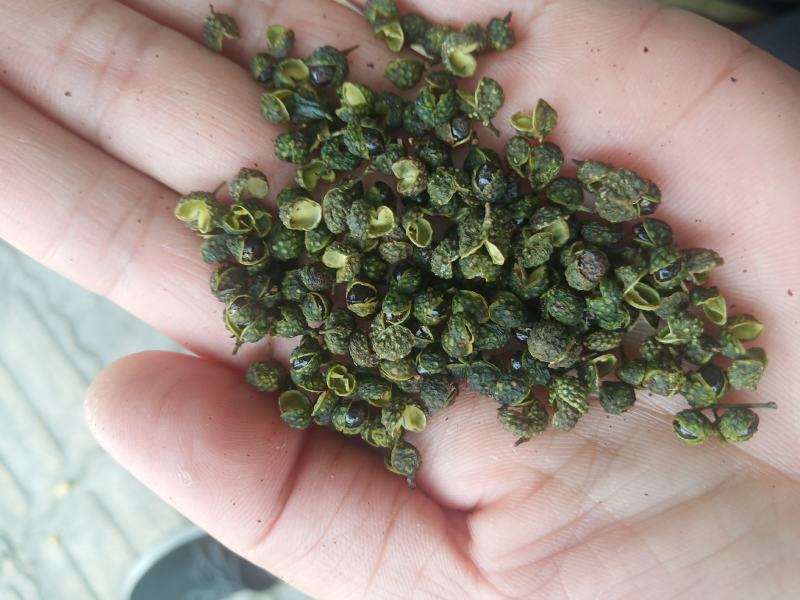 重庆青花椒一级干货