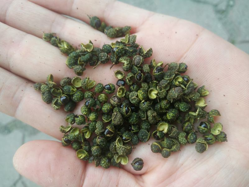 重庆青花椒一级干货