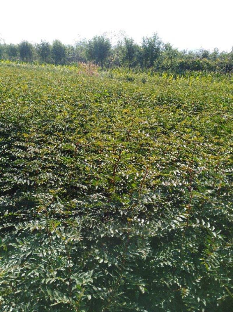 无刺花椒苗，普通大红袍，狮子头，黄盖等各种花椒苗，成活率