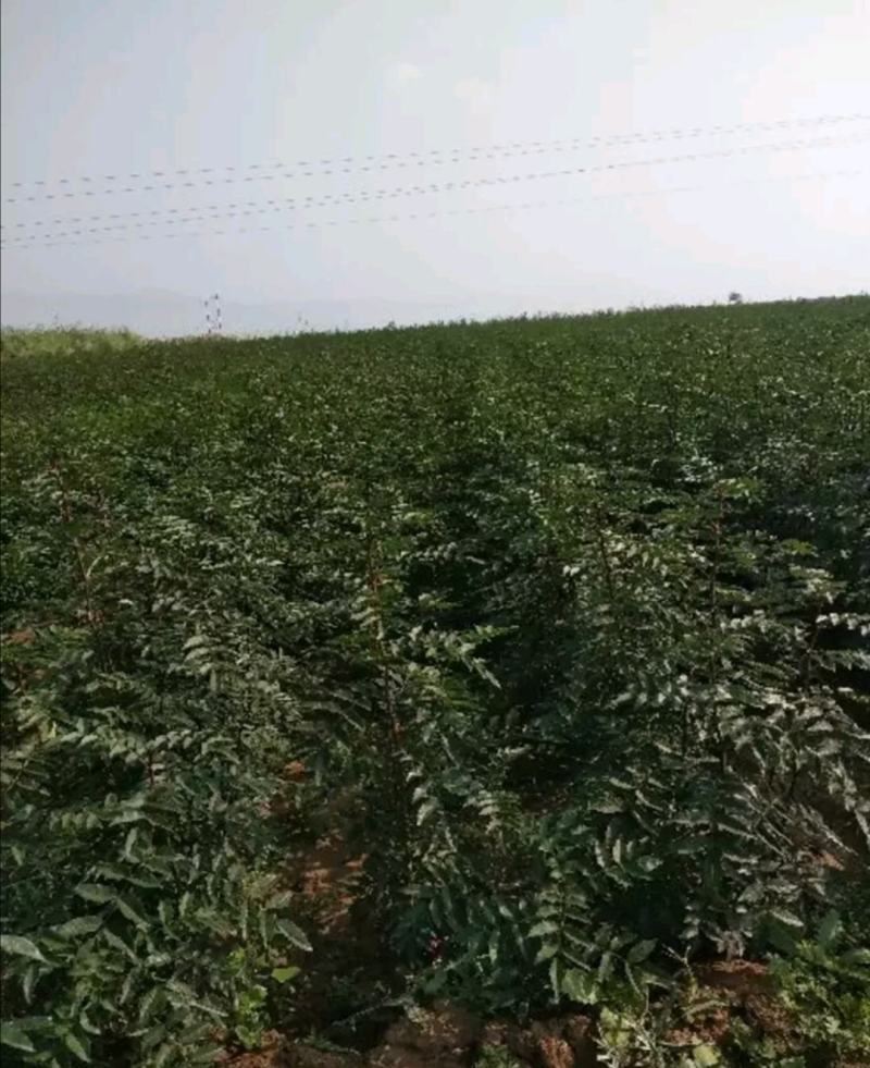 无刺花椒苗，普通大红袍，狮子头，黄盖等各种花椒苗，成活率