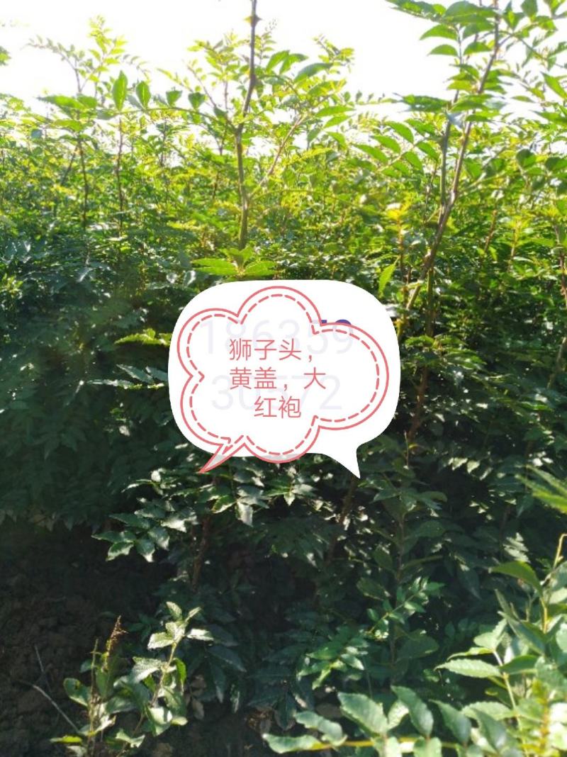 无刺花椒苗，普通大红袍，狮子头，黄盖等各种花椒苗，成活率