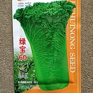 白菜种子绿宝6040克天津大白菜种子白菜种子