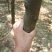 皂角树2~4cm4~6cm2.5~3米