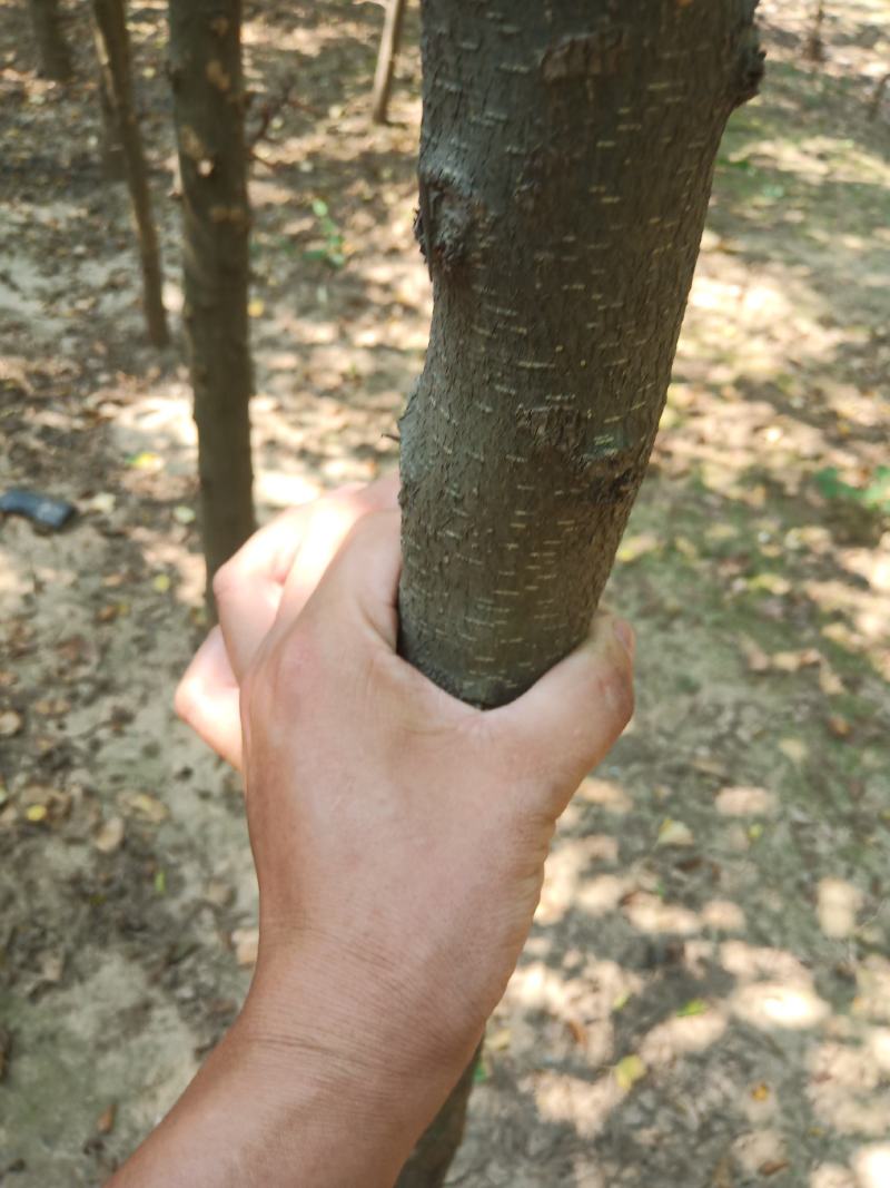 皂角树2~4cm4~6cm2.5~3米
