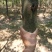 皂角树2~4cm4~6cm2.5~3米