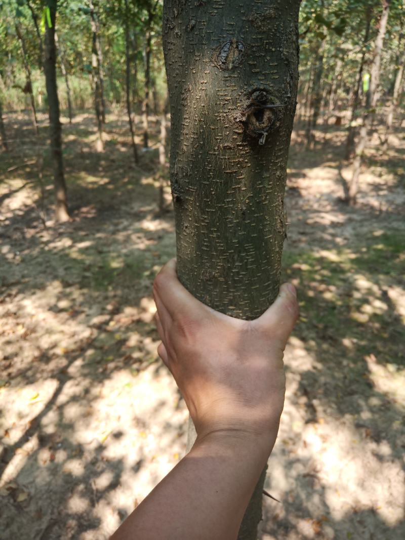 皂角树2~4cm4~6cm2.5~3米