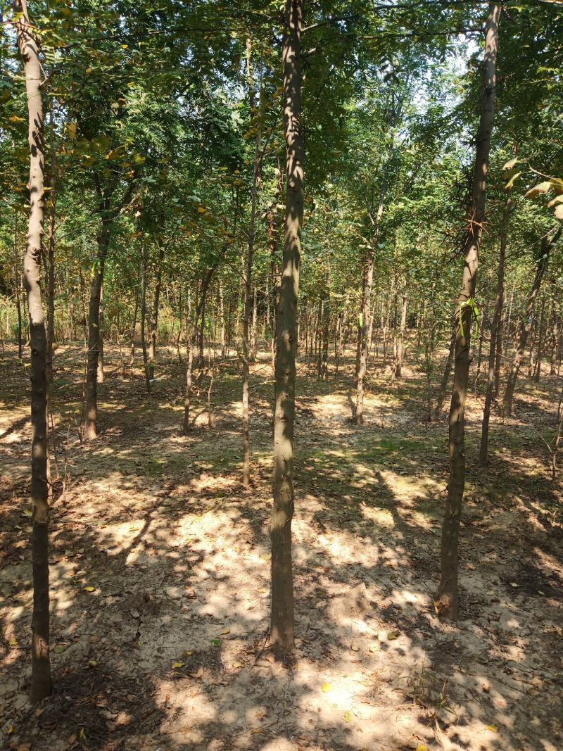 皂角树2~4cm4~6cm2.5~3米