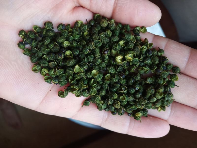 重庆青麻椒一级颜色绿净度好杂质少货干