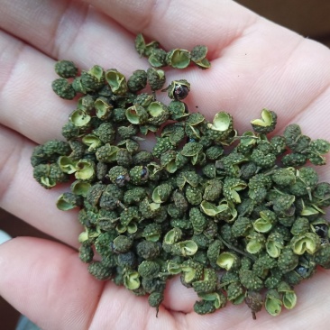 重庆青麻椒一级颜色绿净度好杂质少货干