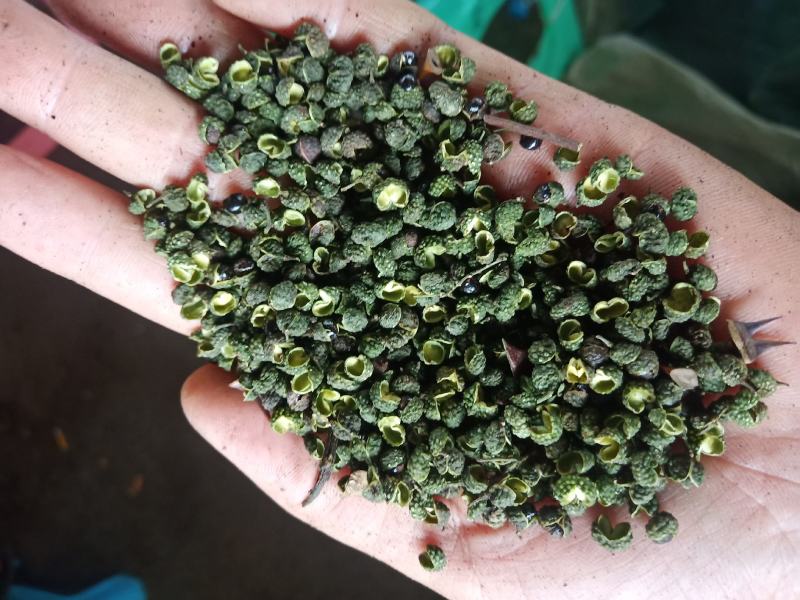 重庆青麻椒一级颜色绿净度好杂质少货干