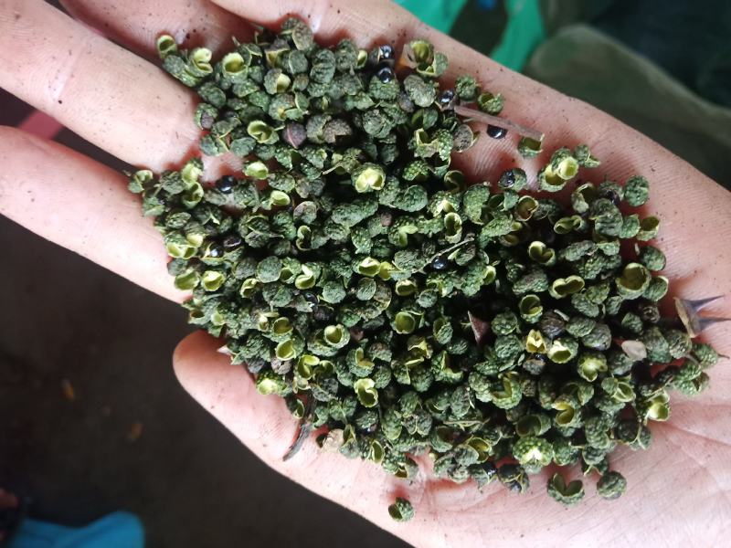 重庆青麻椒一级颜色绿净度好杂质少货干