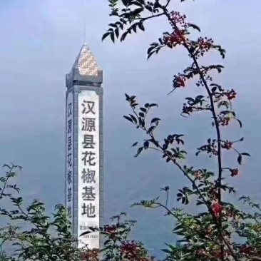 汉源花椒贡椒娃娃椒干花椒2020新货
