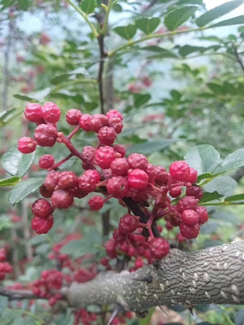汉源花椒贡椒娃娃椒干花椒2020新货