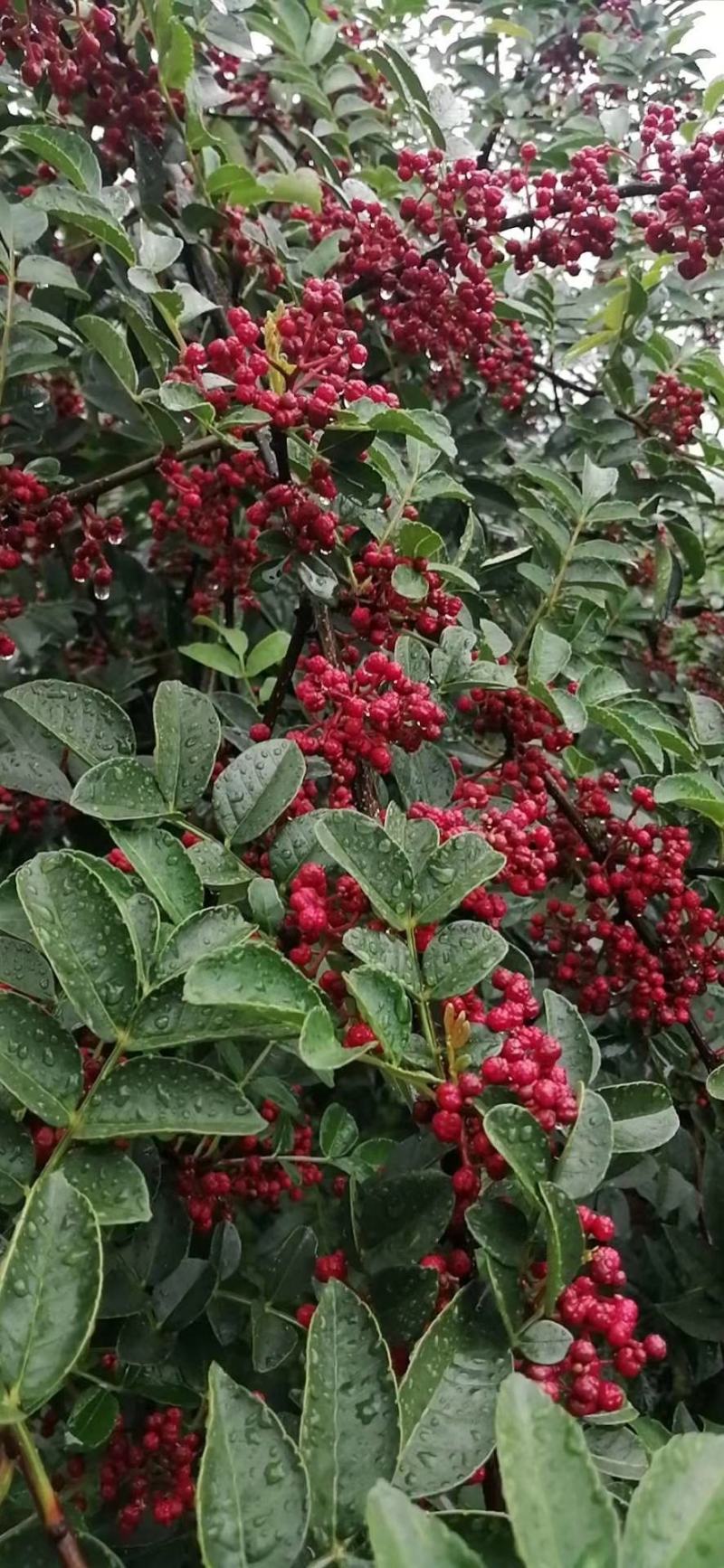 汉源花椒贡椒娃娃椒干花椒2020新货