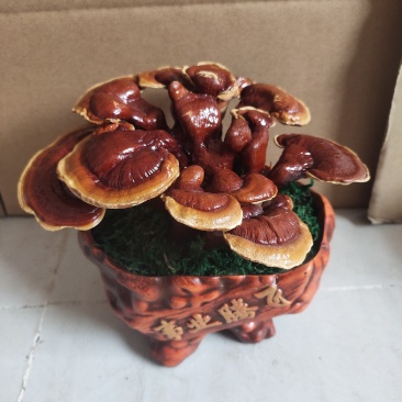 三层灵芝盆景桌面长青植物四季菌种容易养活欢迎咨询