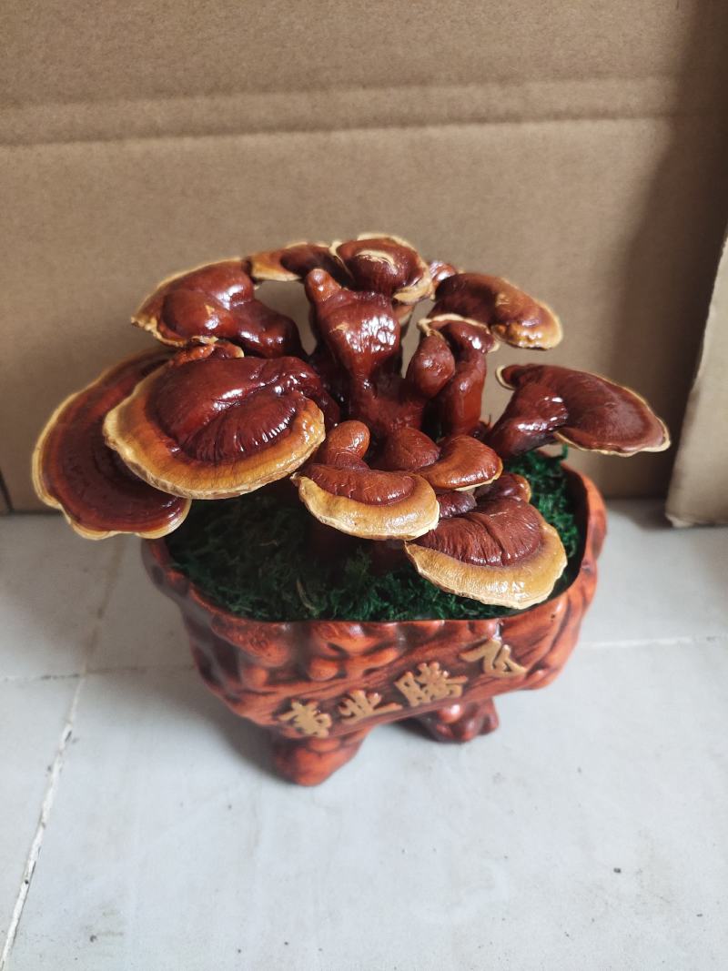 三层灵芝盆景桌面长青植物四季菌种容易养活欢迎咨询