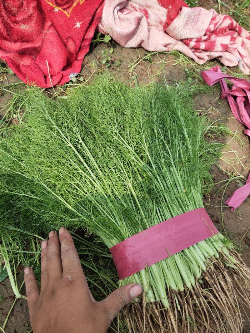 精品茴香大量上市一手货源走超市，水饺水饺厂欢迎合作