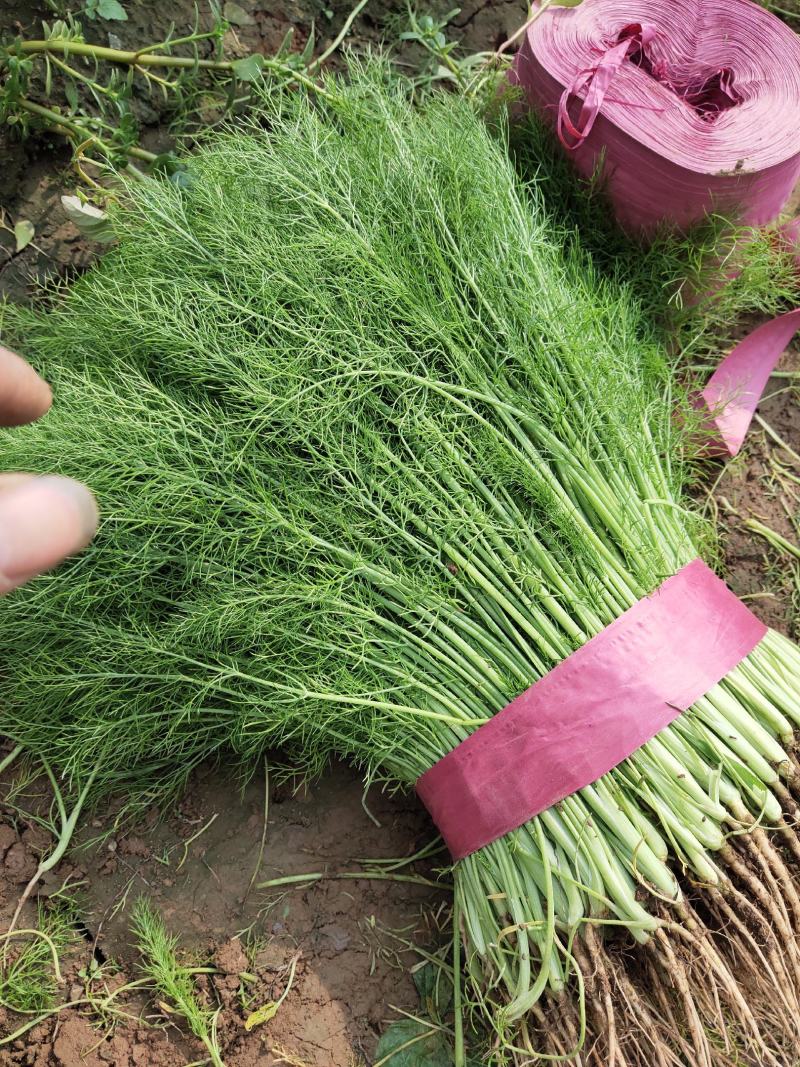 精品茴香大量上市一手货源走超市，水饺水饺厂欢迎合作