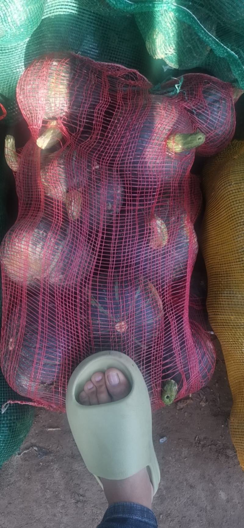 长期大量供应沙漠铁球粉糯香甜保质保量