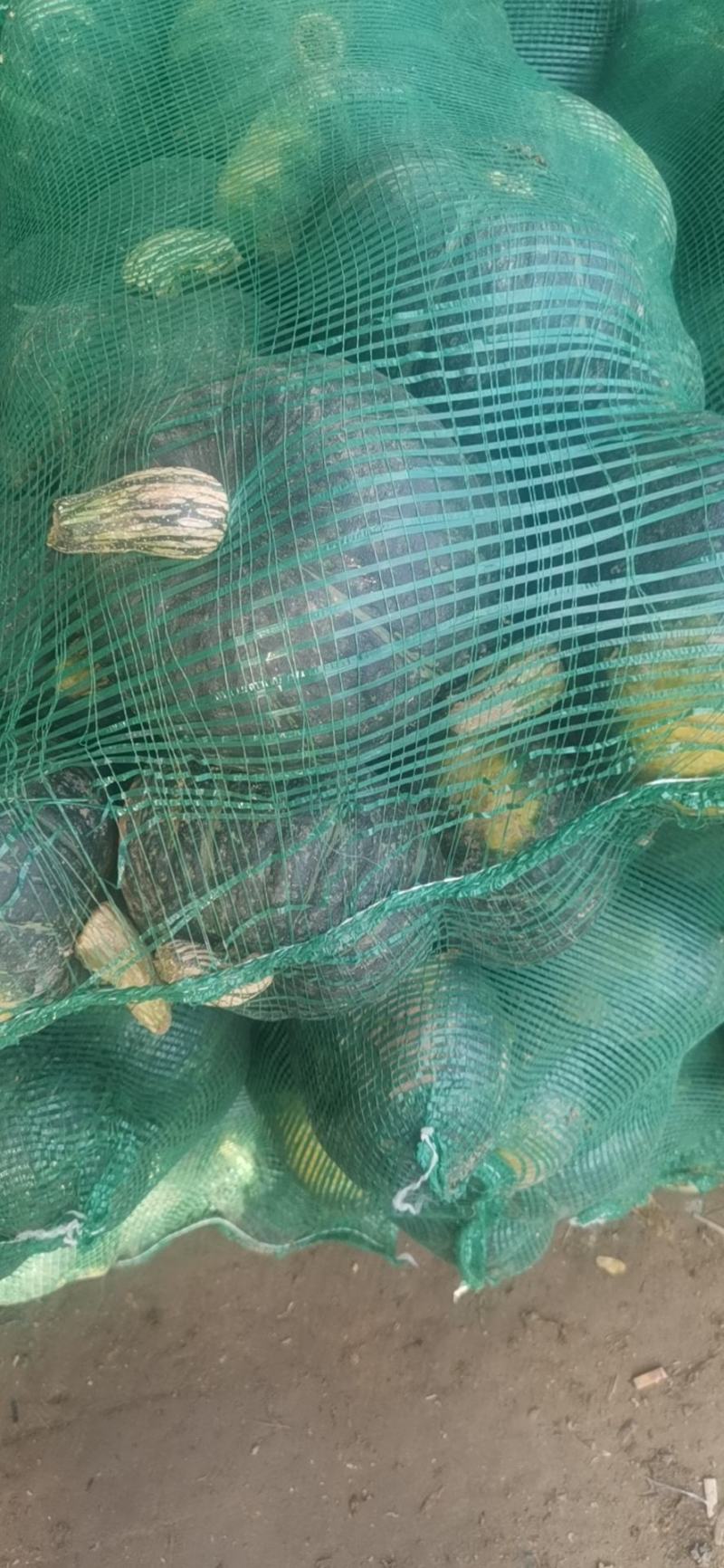 长期大量供应沙漠铁球粉糯香甜保质保量