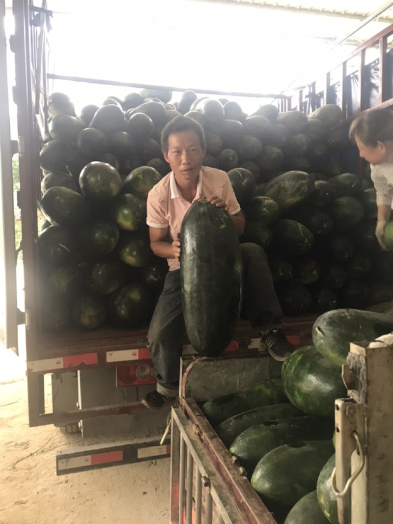 黑皮冬瓜，吊冬瓜基地直供，诚信经营基地供应