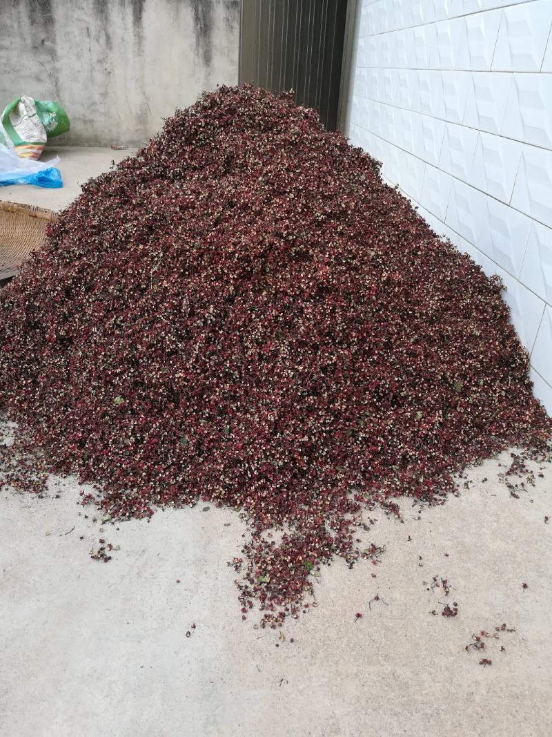 甘肃甘谷精品山地伏椒干花椒可视频看货支持线上保障交易