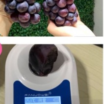 夏黑葡萄脆甜可口19的糖