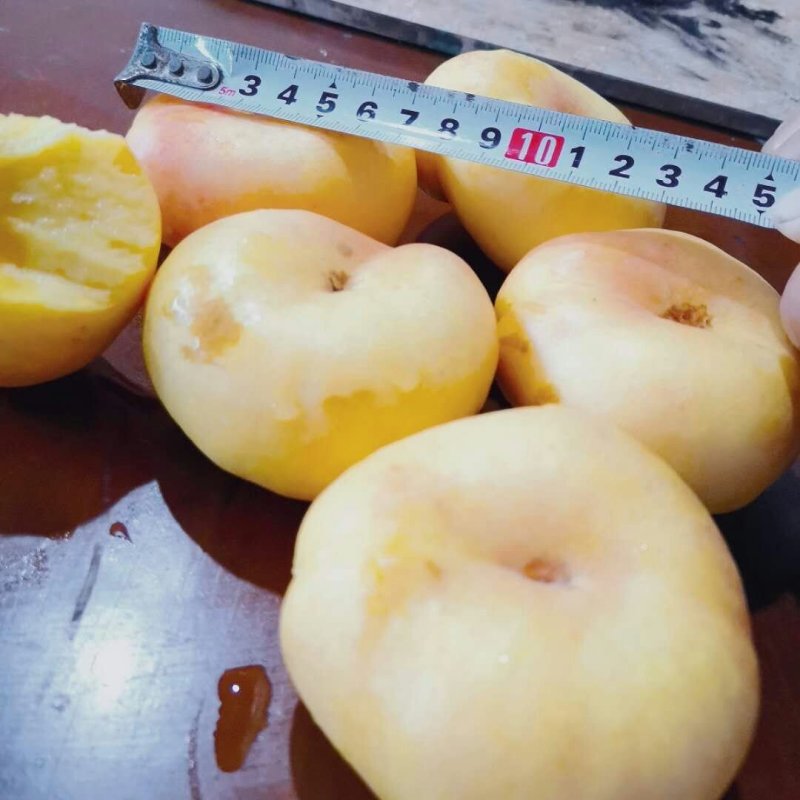 黄金油盘桃，桃中精品，高端桃子