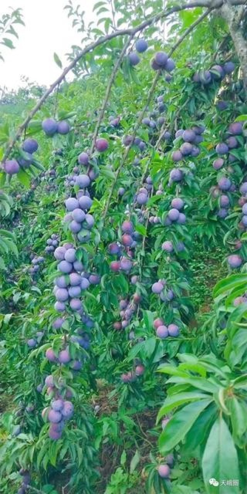 金秀珍珠李，大瑶山的酸甜口感，甜滋滋水滋滋