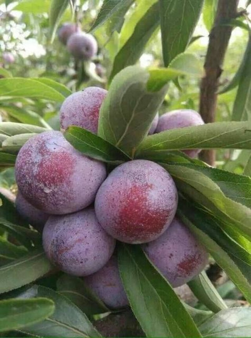 金秀珍珠李，大瑶山的酸甜口感，甜滋滋水滋滋