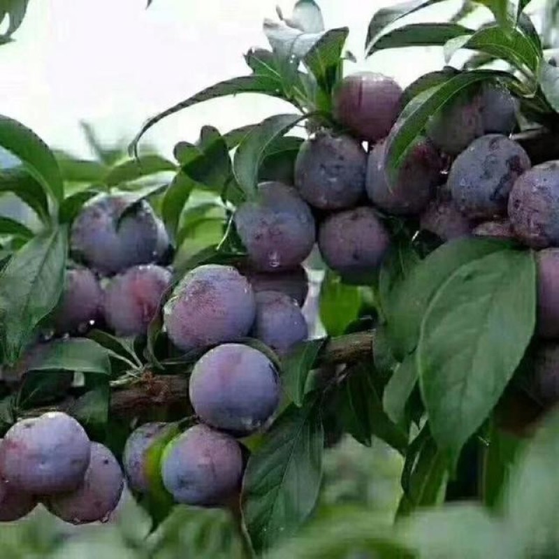 金秀珍珠李，大瑶山的酸甜口感，甜滋滋水滋滋