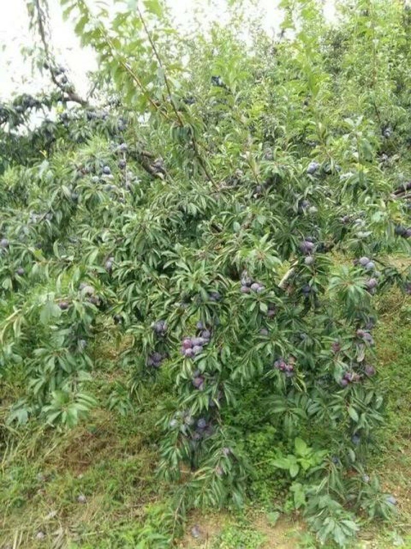 金秀珍珠李，大瑶山的酸甜口感，甜滋滋水滋滋