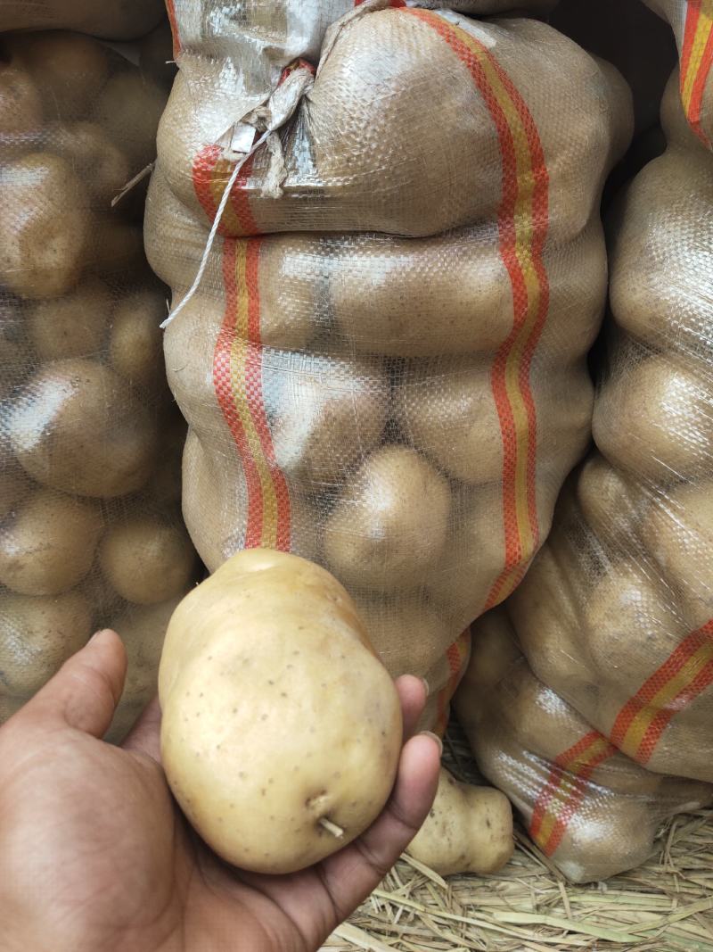 荷兰十五土豆精品3两以上。走超市。纸箱袋装。