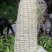玉米四川鲜实亿果蔬产地货源直供