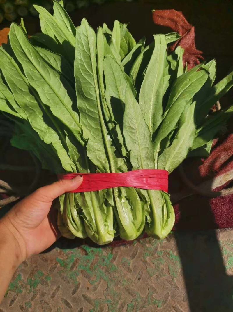 精品油麦菜，产地直发，量大从优，保质保量，全国发货