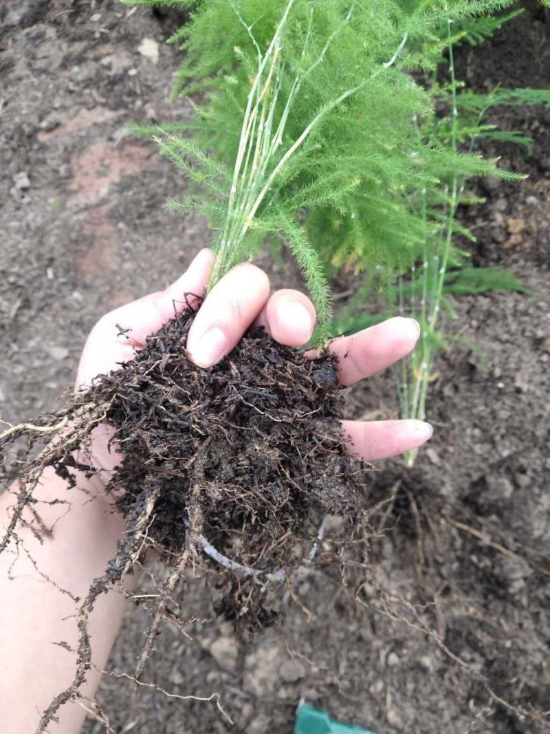 文竹茶香雅致根系发达有分枝基地直销现挖现卖