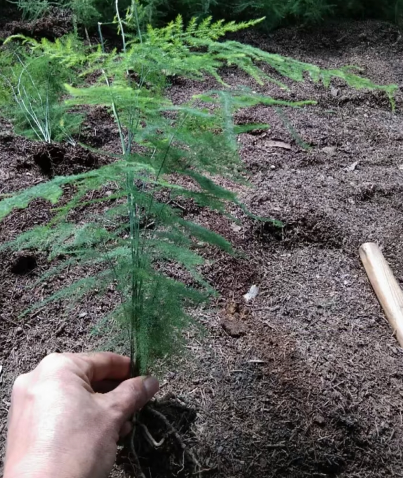 文竹茶香雅致根系发达有分枝基地直销现挖现卖