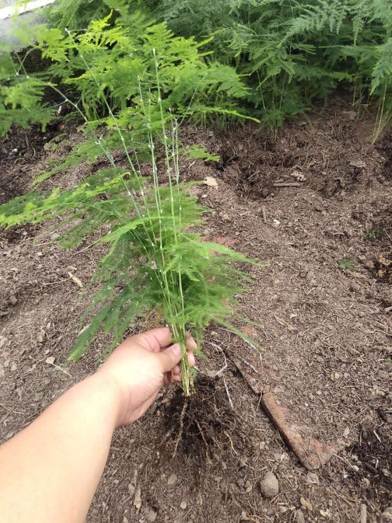 文竹茶香雅致根系发达有分枝基地直销现挖现卖