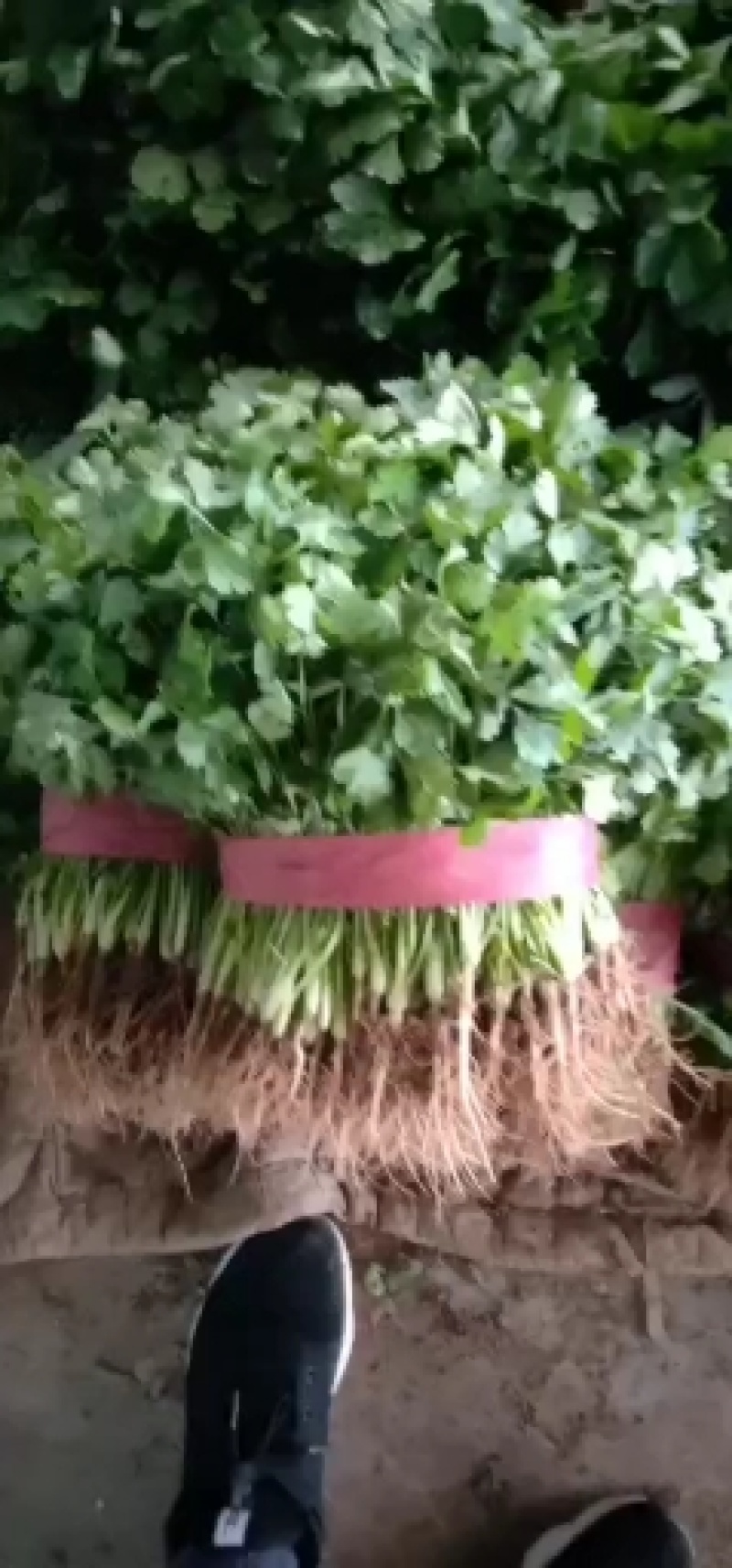 大叶香菜20~30厘米。颜色好。供超市。