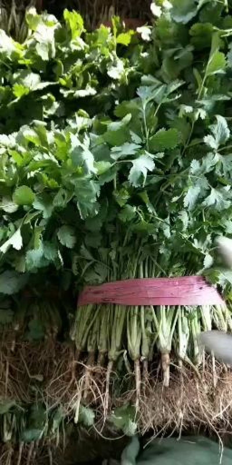 大叶香菜20~30厘米。颜色好。供超市。