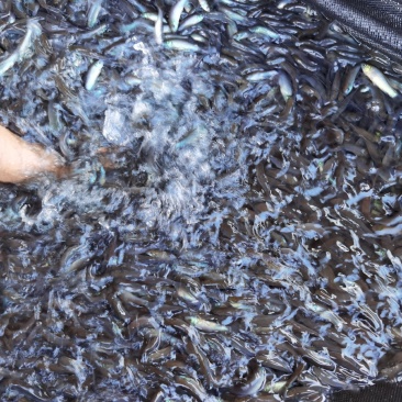 优质丁桂鱼苗丁穗鱼苗丁岁鱼苗大量现货供应