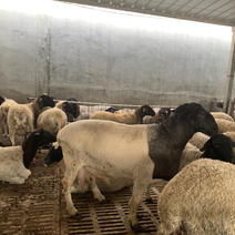 杜波绵羊种羊买十只送一只种公羊怀孕母羊羊羔