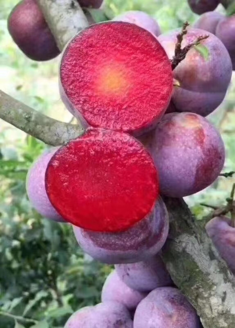 正能量酶+菌+肽+锶复合液剂提高糖分提前早熟增加品质