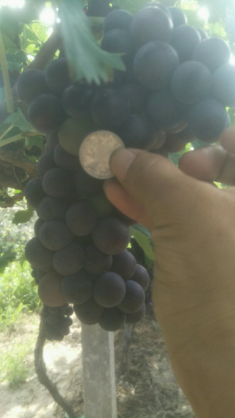 沪太八号葡萄