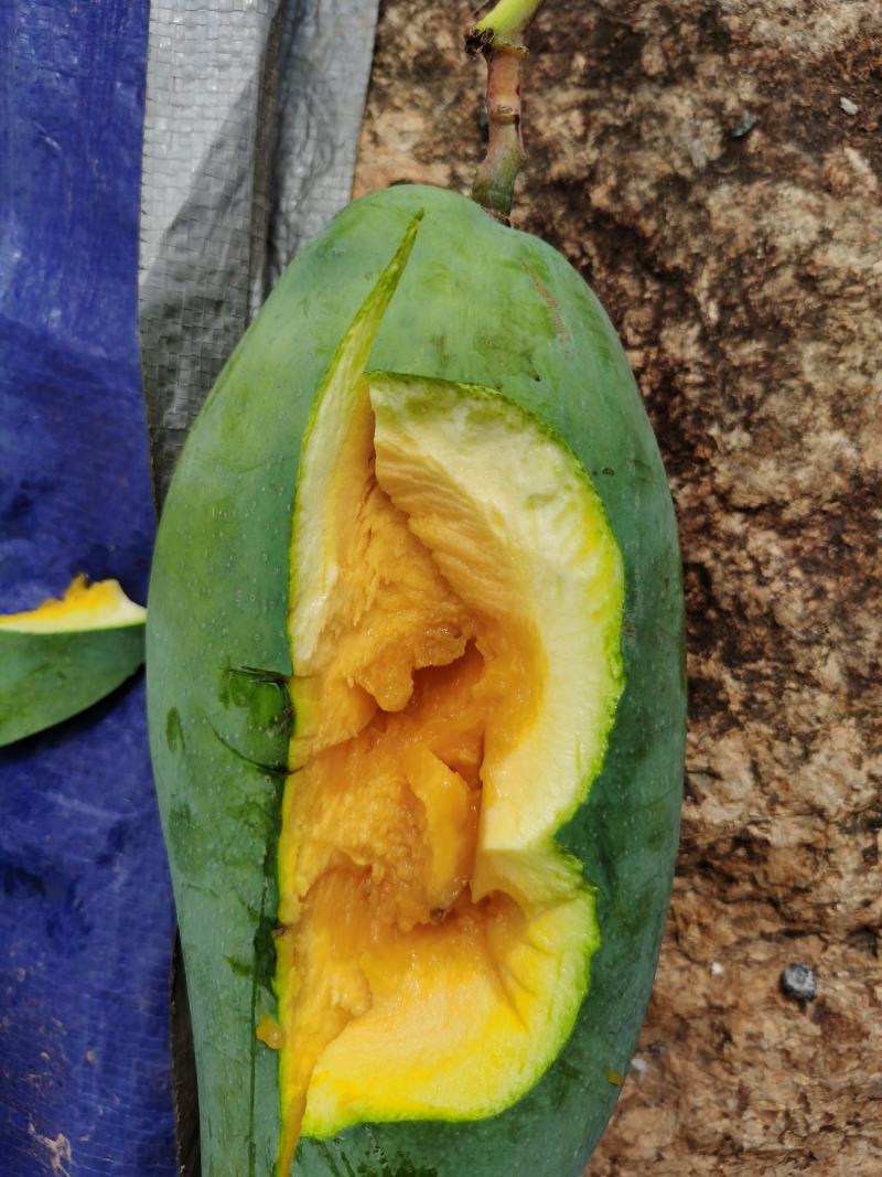 攀枝花金煌芒果原产地直发，全程采用绿色无污染种植可视频看