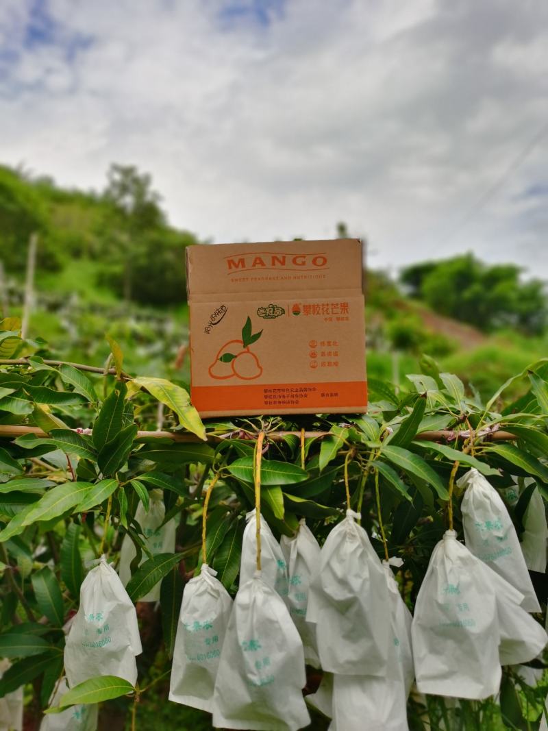 攀枝花金煌芒果原产地直发，全程采用绿色无污染种植可视频看